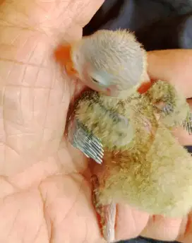 Lovebird lolohan josan love bird