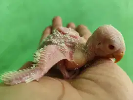 Lolohan lovebird