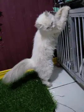 Kucing Persia indukan Himalaya flatnose betina