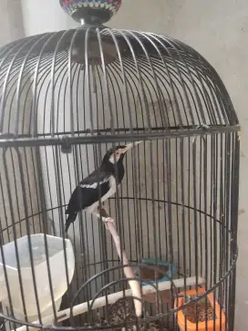 Dijual burung jalak suren