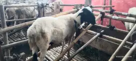 Domba Qurban 2 juta an