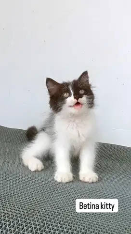 Kitten persia betina sapi