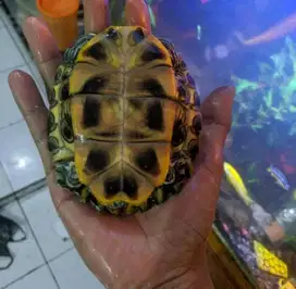 kura - kura brazil besar