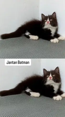 Kitten jantan batman