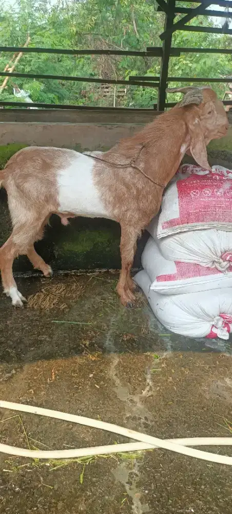 Jual domba kambing aqiqah qurban