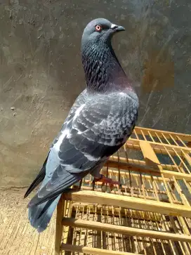 Bahan prospek merpati balap