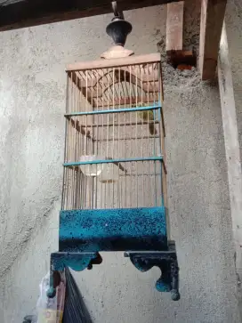 Kandang burcil bekas burung cipo