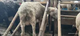 Domba 2 juta an