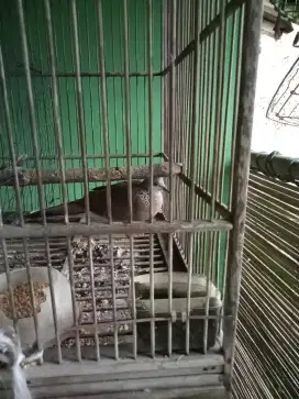 Derkuku jantan kuk 2 Sandung