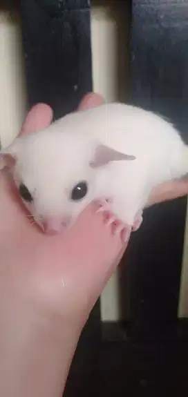 Sugar glider leucistic