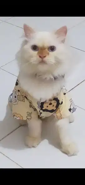 Adopsi induk kucing kitten medium persia podisi hamil beserta jantanya