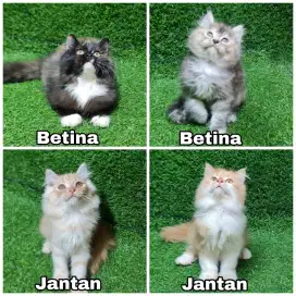 Jual anakan kucing Persia lepas adopsi kucing gemoy aktif dan sehat