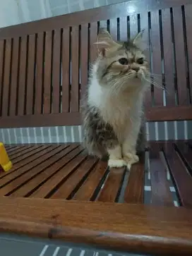 Kucing Gendut Pendek Mkn RC Proplan Meo Persia tdk Munchkin Flatnose