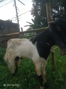 Jual hewan qurban