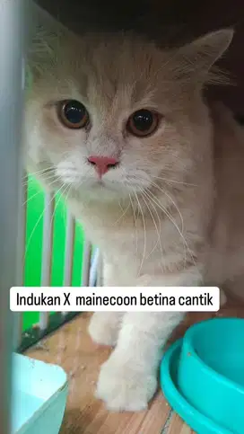 Betina  cream indukan persia Mix mainecoon
