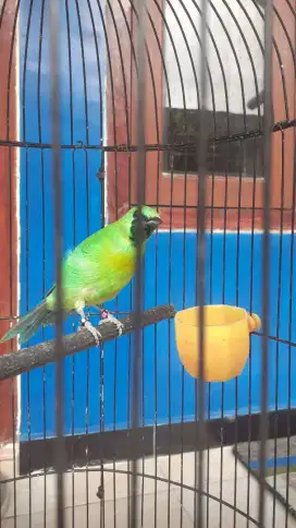 C Ranti Lokal Trotol