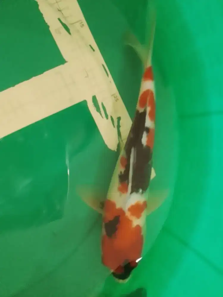 Ikan koi jenis Showa 35cm
