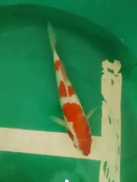 Ikan koi jenis Kohaku 34cm warna merah