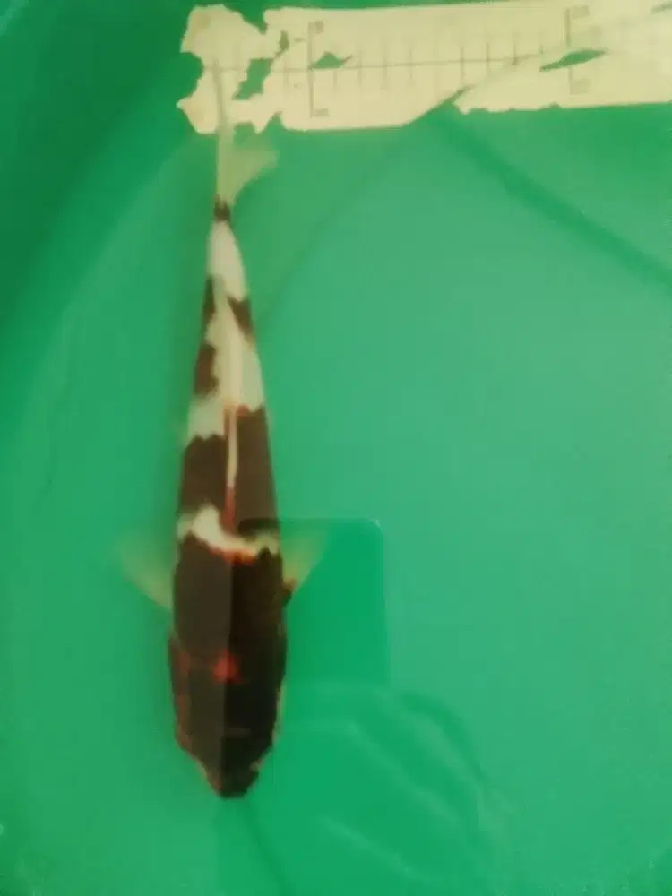 Ikan koi jenis Budo Goromo 27cm pola original