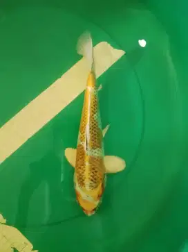 Ikan koi jenis Kujaku warna kuning 33cm