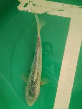 Ikan koi jenis Asagi 32cm