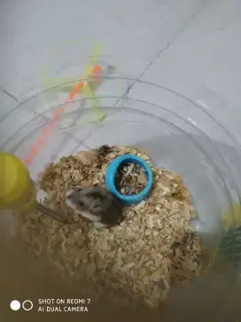 Hamster dan kandang