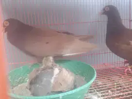 Merpati pos jadul coklat sepasang dan anakan