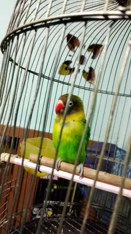 Burung Lovebird