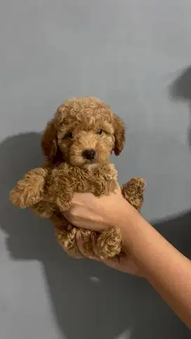 JUAL ANAK ANJING POODLE