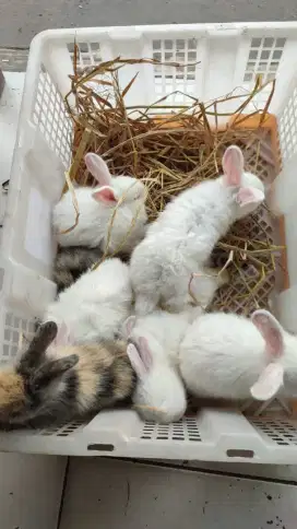 Jual anakan kelinci usia 2 bulanan
