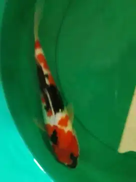 Ikan koi jenis Showa 34cm