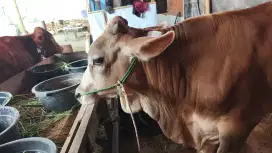 SAPI QURBAN 20 JT AN, JARANG ADA