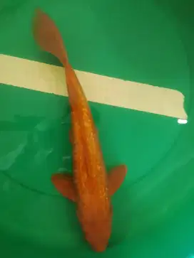 Ikan koi jenis Matsuba Ginrin 41cm warna red