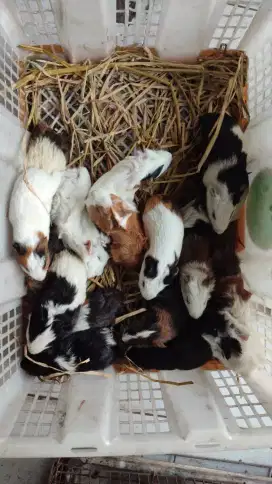 Jual anakan marmut atau guniapig