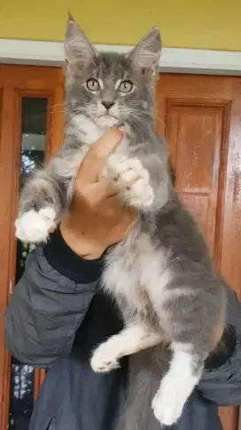 Kucing maencoon ..lepas adopsi