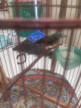 Jual burung pentis raja rawatan jantan