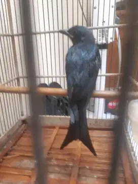 Jual burung srigunting abu  usiya 4 bulan rawatan dari lolohan  jinak