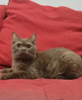 British Shorthair BSH jantan PED cinnamon solid