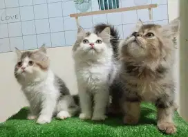 Kucing persia/Jantan/2,5 bulan.