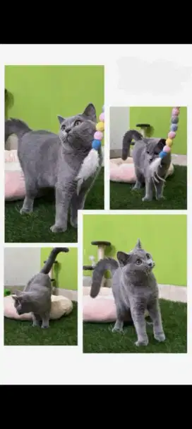 British Shorthair BSH Blue ped/non ped