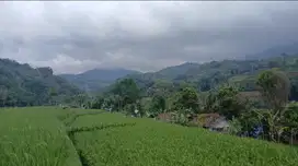 Tanah sawah 1,1 Hektar 1 pemilik, pinggir jalan