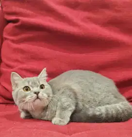 British shorthair BSH non ped betina