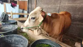 SAPI KURBAN 20JT, NEGO