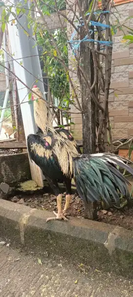 Jual santai ayam bangkok