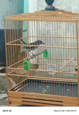 Jual kacer trotol