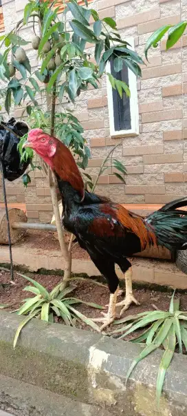 Jual ayam bangkok