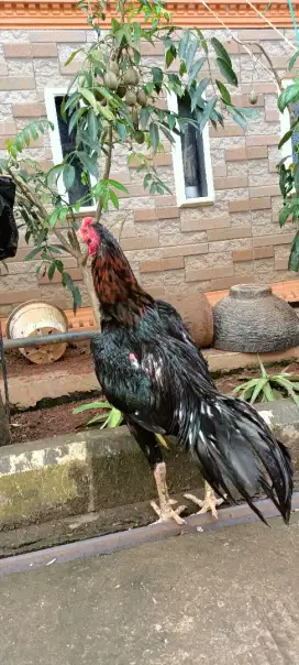 Jual ayam bangkok