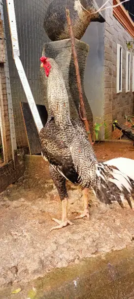 Jual ayam bangkok