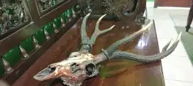 Hiasan dinding T4nduk rus4 cabang 6 original asli lawasan umur tua