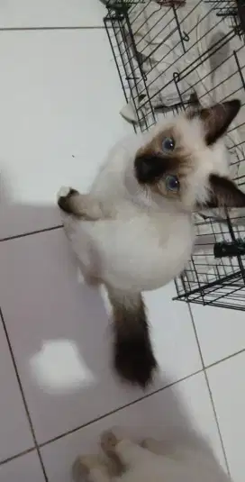 Kucing siam x ragdoll